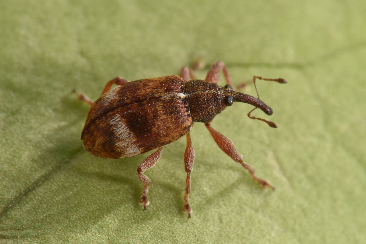 Curculionidae: Anthonomus pedicularius? Si.